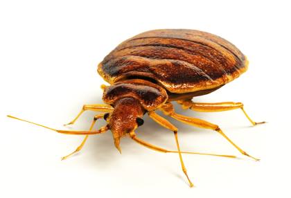 Bed bug extermination by Bug Out Pest Solutions, LLC