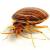 Hopelawn Bedbug Extermination by Bug Out Pest Solutions, LLC