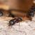North Branch Ant Extermination by Bug Out Pest Solutions, LLC