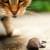 Hillsborough Mice & Rat Control by Bug Out Pest Solutions, LLC