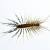 Hillsborough Centipedes & Millipedes by Bug Out Pest Solutions, LLC