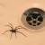 Monroe Township Insects & Spiders by Bug Out Pest Solutions, LLC