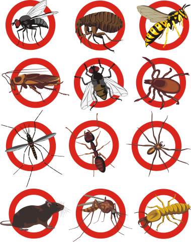 Pest control services by Bug Out Pest Solutions, LLC