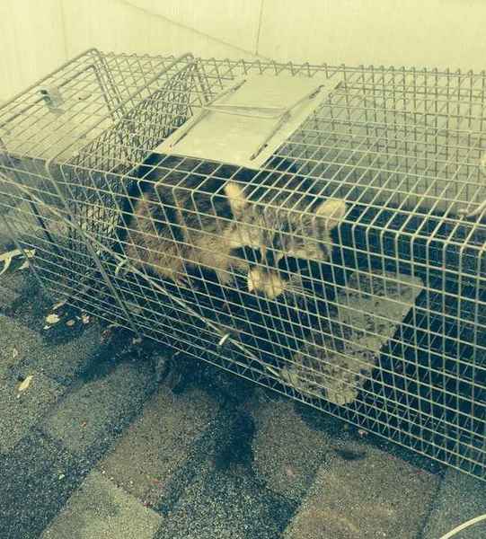 Raccoon trapping in Middlesex, NJ (1)