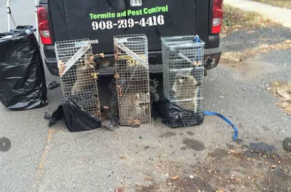 Raccoon trapping in Plainfield, NJ (1)